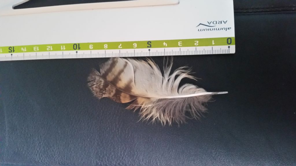 Piuma di gufo reale o comune?